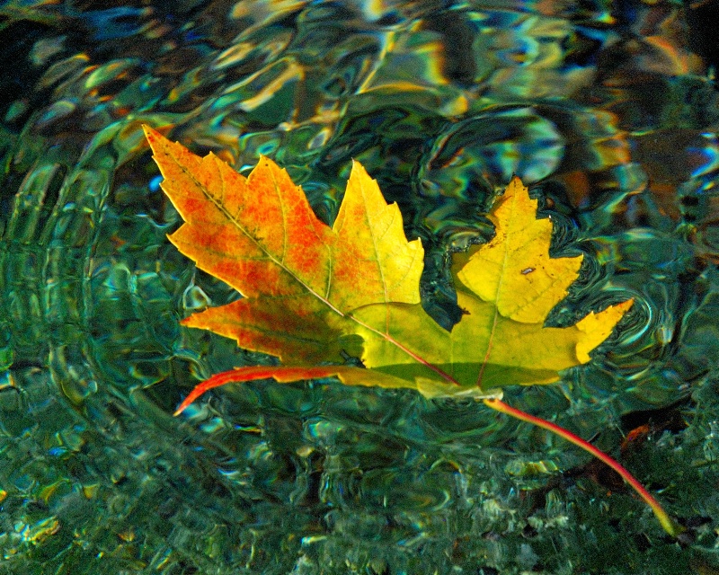 Fall leaf on a pool of emerald's