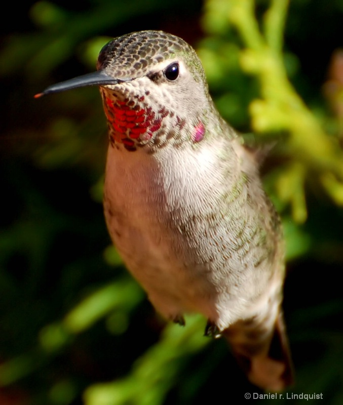 anna Hummingbird