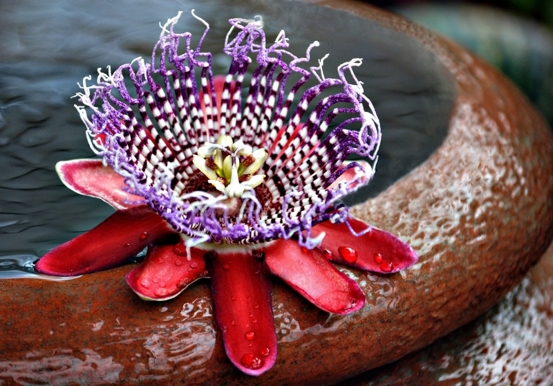 Floating Passion Flower - ID: 9342480 © Clyde Smith