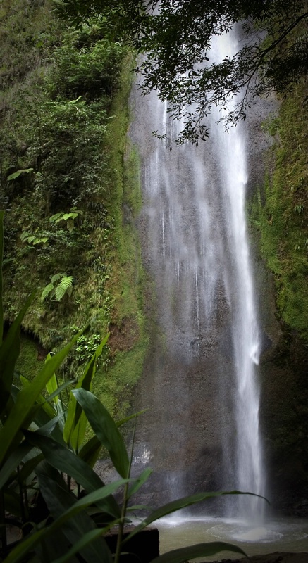 Rain Forest Falls