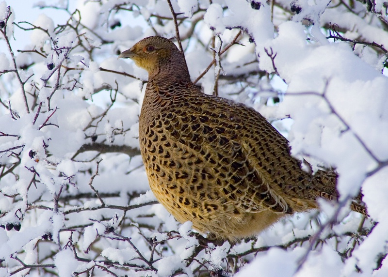 A Bird in the Bush