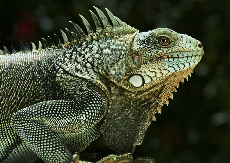 King Iguana