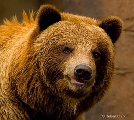 bear w attitude