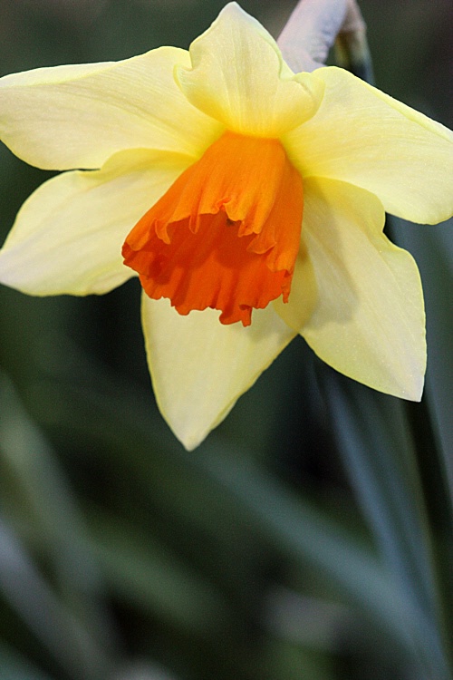 The daffodil bow