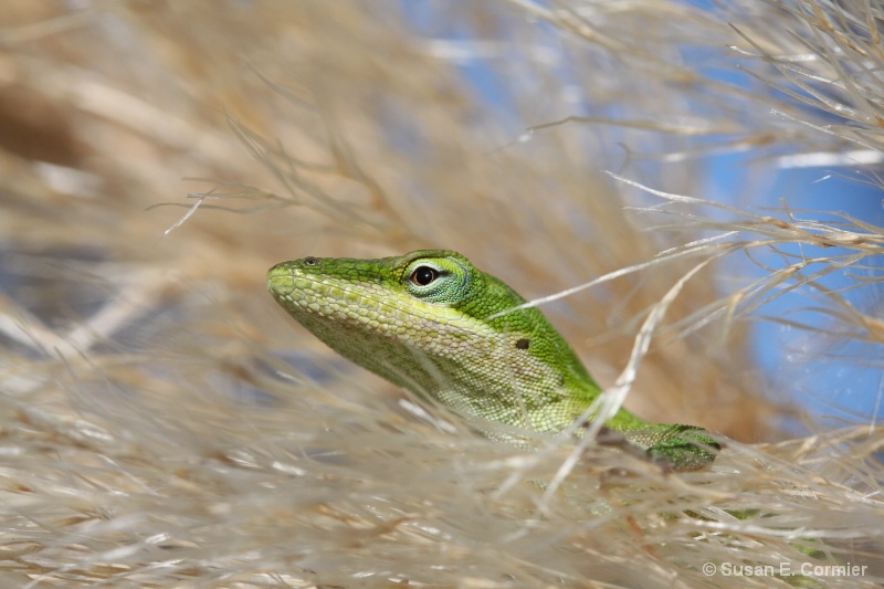 lizard hiding in the pampas grass