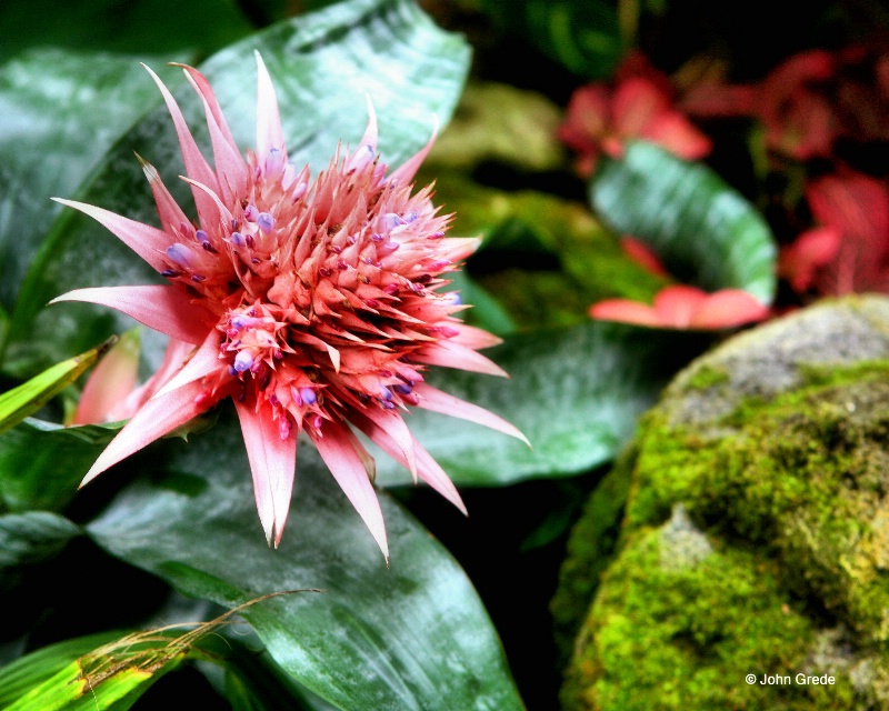 tropical 3 - ID: 9345989 © John R. Grede