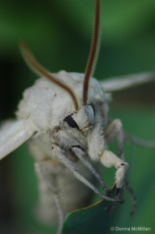 Moth on the defense