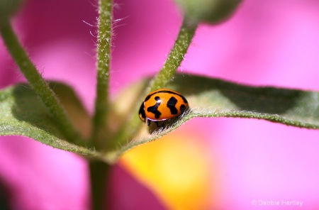 Hidden Ladybird