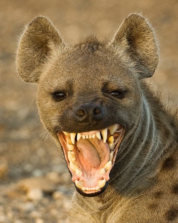 Hyena