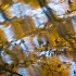 © Elliot Barnathan PhotoID# 9350206: Fall Reflections 12