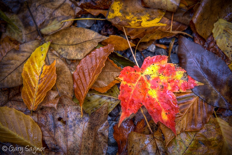 Autumn Maple Leaf