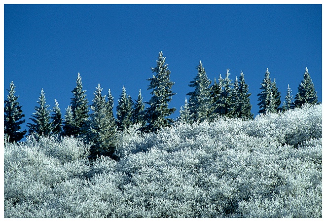 Cypress Hills Frost - ID: 9350369 © Jim D. Knelson