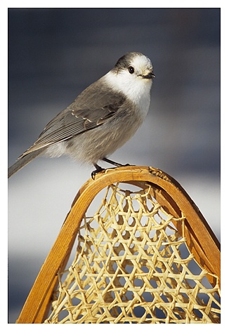 Gray Jay - ID: 9350373 © Jim D. Knelson