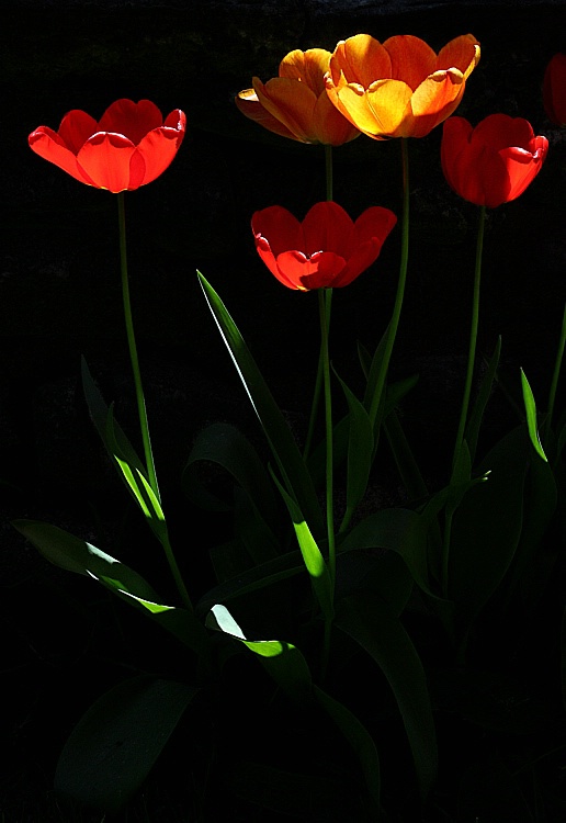 Tulips dazzling in the sunlight