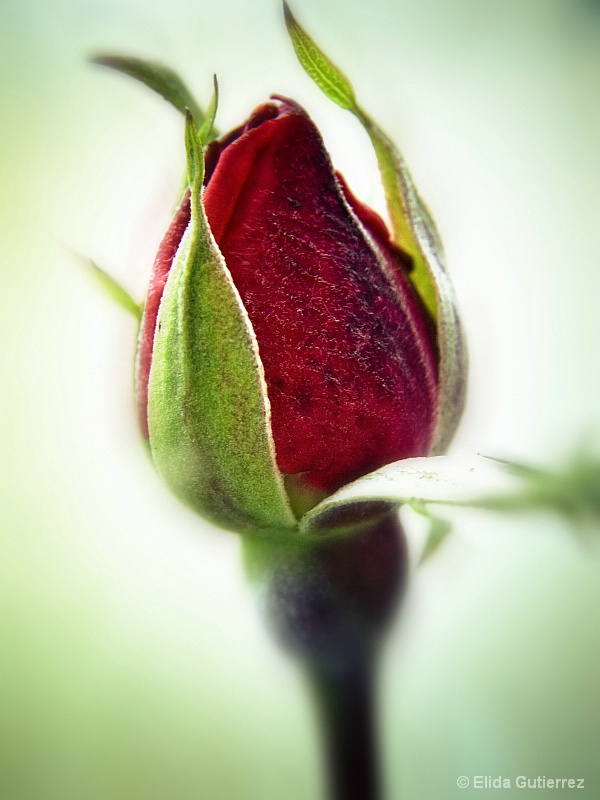 Bud