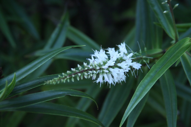 4.3  White flower in a dark forest