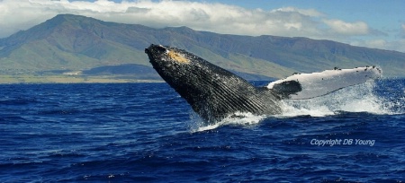 Maui Wildlife