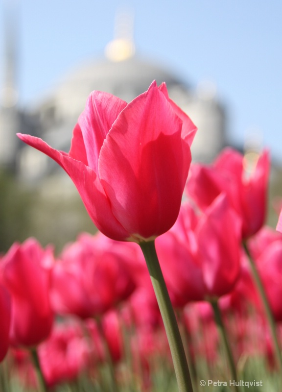 Tulips by Blue Mosque in Istanbul