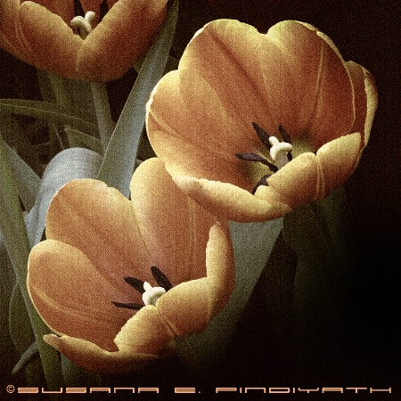 Just Tulips
