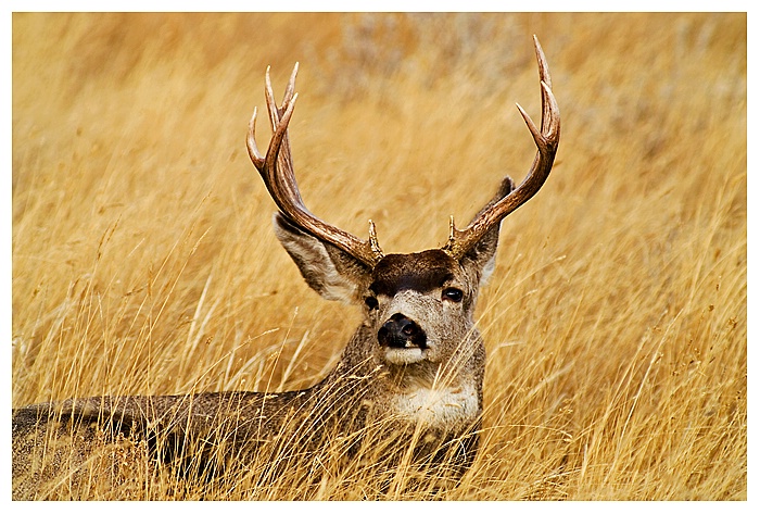 Bedded Buck, Medicine Hat - ID: 9354301 © Jim D. Knelson