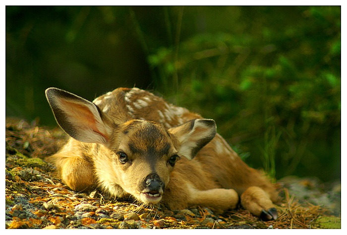 Fawn - ID: 9354309 © Jim D. Knelson