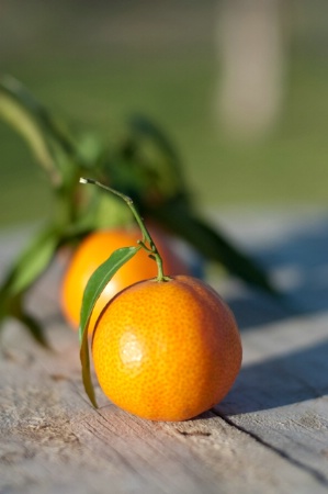 f2.5 - oranges