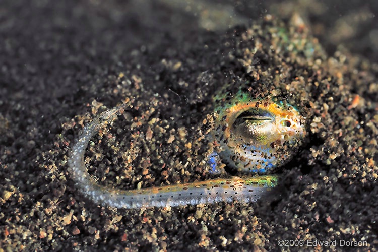 Bobtail Squid_2 - ID: 9355327 © Edward Dorson