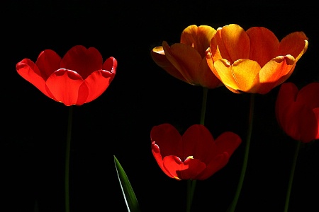 Sunbathed tulips