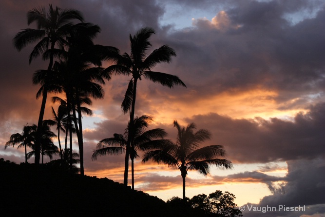 Sky Fire Palms 1