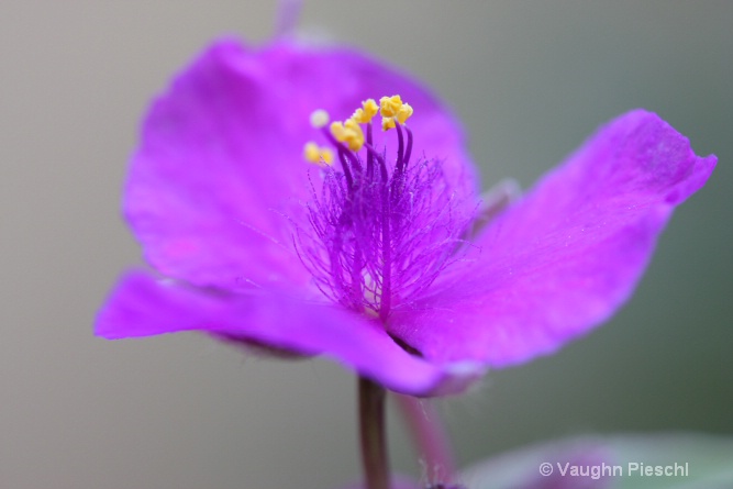 Wild Flower 1