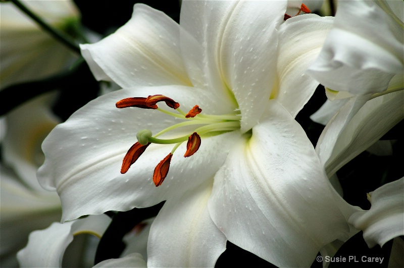 Details of a White Lily  - ID: 9358638 © Susie P. Carey