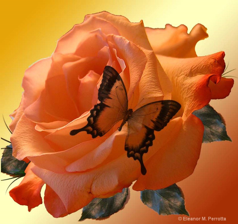 "ORANGE ROSE & BUTTERFLY"