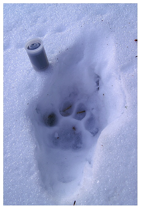 Cat Track, Cypress Hills SK - ID: 9358860 © Jim D. Knelson