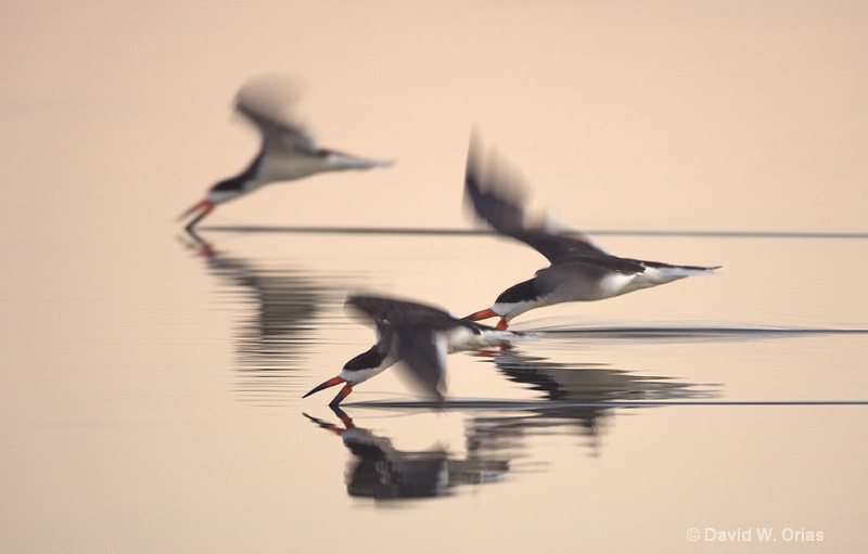 Three Black Skimmers