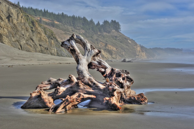 Driftwood at Low Tide