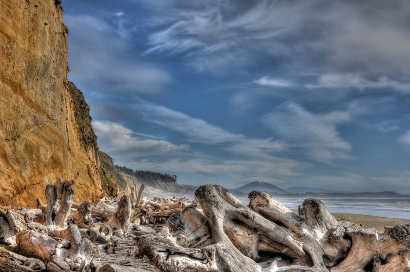 Driftwood by the Sea Cliffs