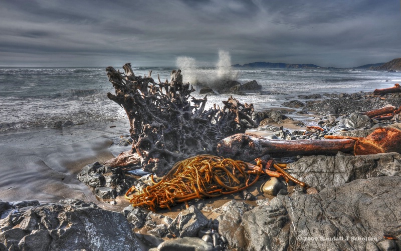 Driftwood and Kelp