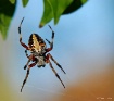 Suspended Spider