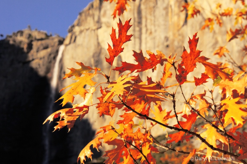  4337 - Yosemite Falls Branches - ID: 9361812 © Daryl R. Lucarelli