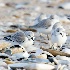 © John Shemilt PhotoID# 9363047: Winter Sanderlings
