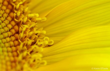 Sunflower Detail