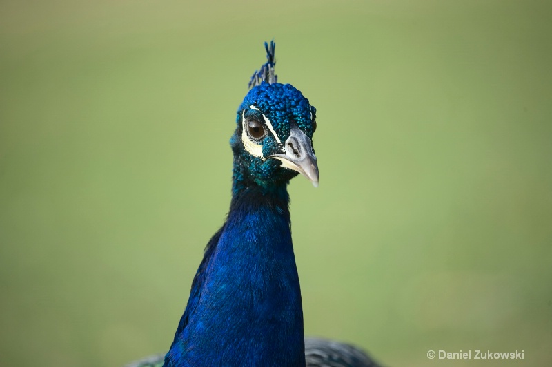 Friendly Peacock
