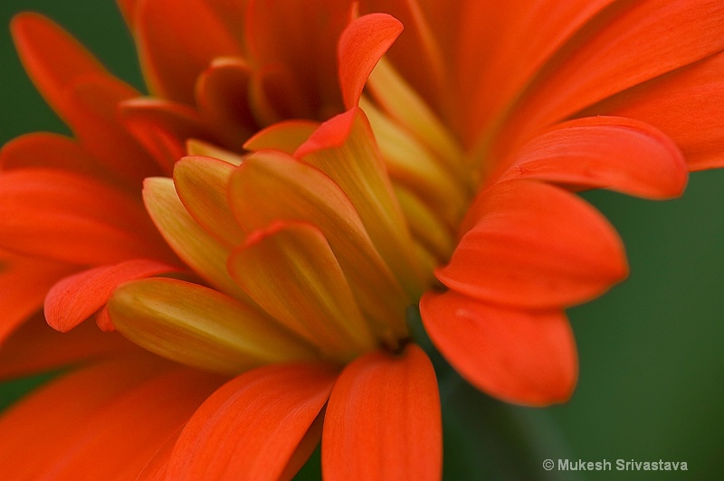 Red and Yellow Petals