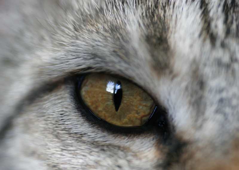 eye of the tabby