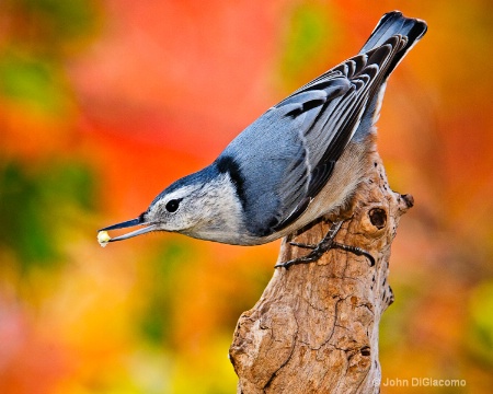 The Photo Contest 2nd Place Winner - White-breasted Nuthatch