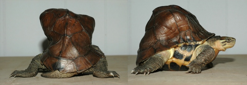 amazing turtle