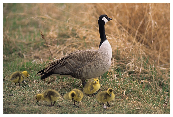 Canada Goose and Goslings - ID: 9373328 © Jim D. Knelson