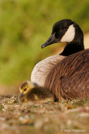 Canada Goose Family - Golden, CO