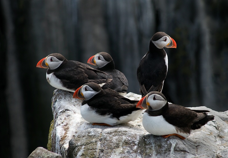 Ever Watchful Puffins