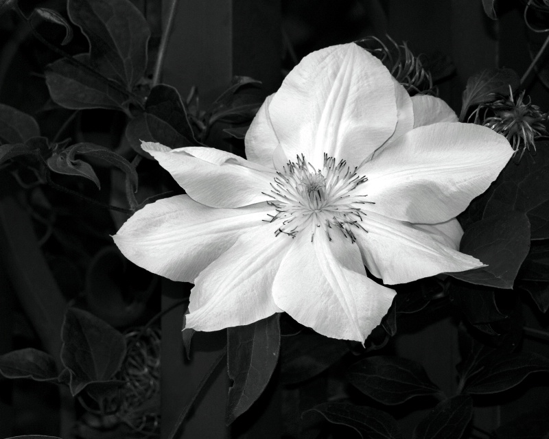 The White Flower